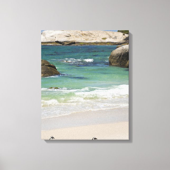 Pingviner vid Boulders Beach, Simons Town, Syd 2 Canvastryck (Framsida)