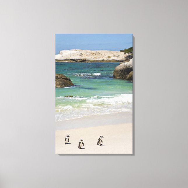 Pingviner vid Boulders Beach, Simons Town, Syd 2 Canvastryck (Framsida)