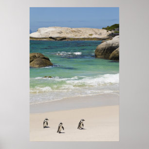 Pingviner vid Boulders Beach, Simons Town, Syd 2 Poster