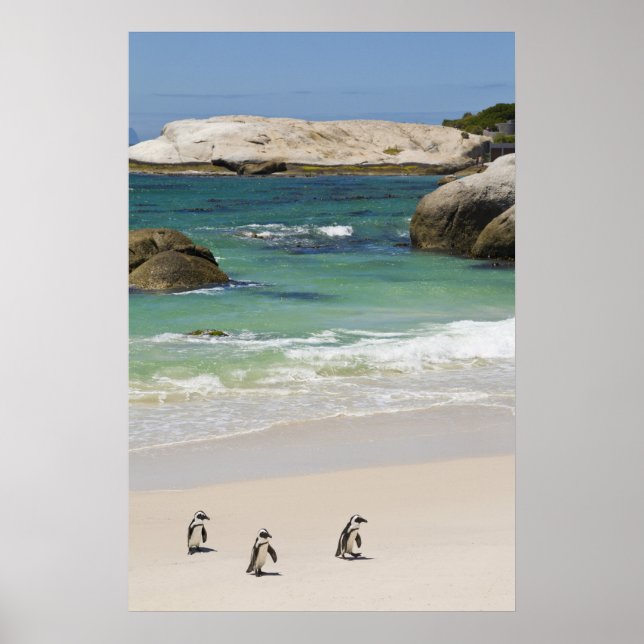 Pingviner vid Boulders Beach, Simons Town, Syd 2 Poster (Framsidan)