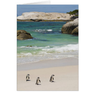 Pingviner vid Boulders Beach, Simons Town, Sydafri Hälsningskort
