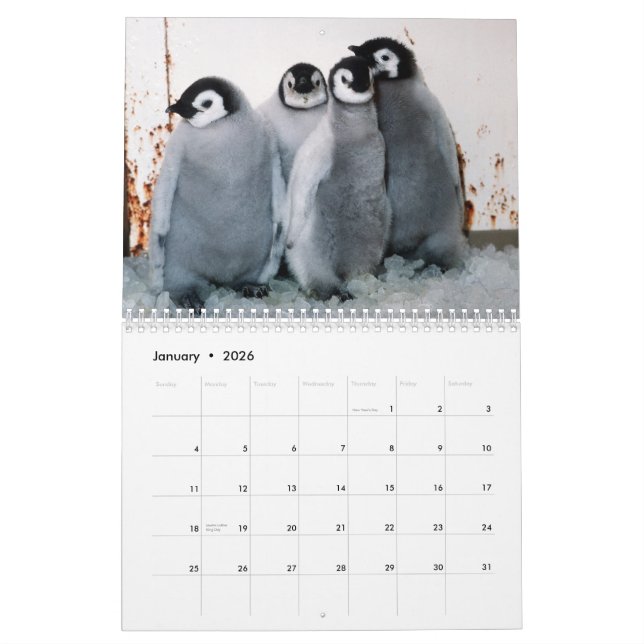 Pingvinkalender Kalender (Jan 2026)