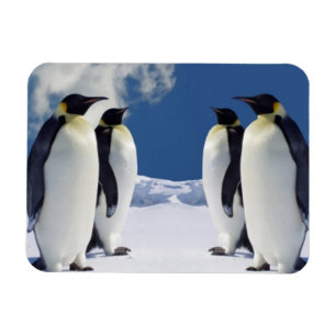 Pingvinmagnet Magnet