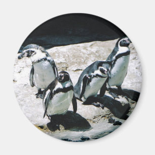 Pingvinmagnet Magnet