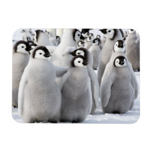 Pingvinpals Magnet