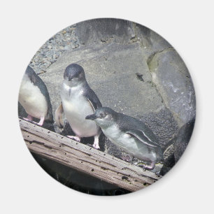 PingvinPerch Magnet