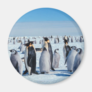 Pingvinsammankomst Magnet