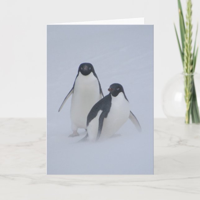Pingvinsnöstorm Kort (Framsida)