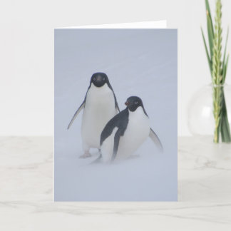 Pingvinsnöstorm Kort