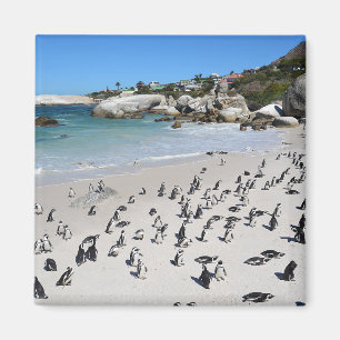 Pingvinstenblockstrand Sydafrika Magnet