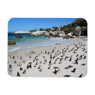 Pingvinstenblockstrand Sydafrika Magnet