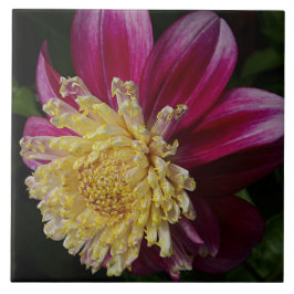 Pink Anemone Dahlia Bloom Floral Kakelplatta