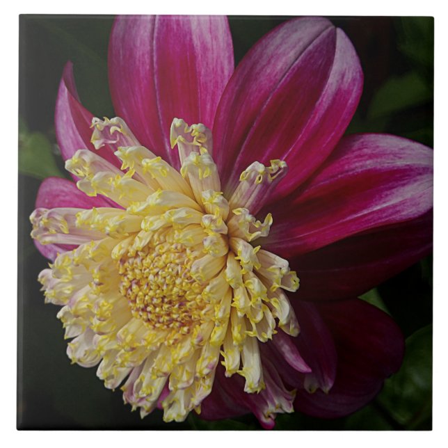 Pink Anemone Dahlia Bloom Floral Kakelplatta (Framsidan)