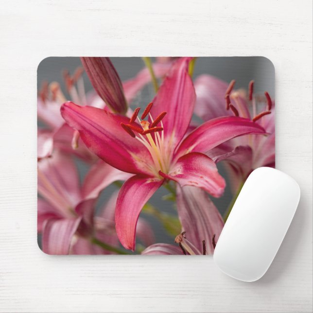 Pink Asiatic Lily, Botanical Flower Photo Musmatta (Med mus)