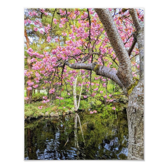 Pink Cherry Blossoms Alongside Pond Fototryck (Framsidan)
