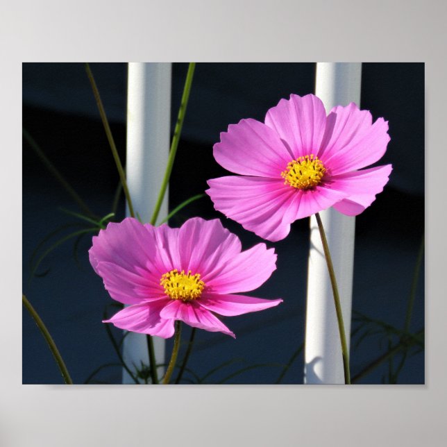 Pink Cosmos Through the Porch Railing Poster (Framsidan)