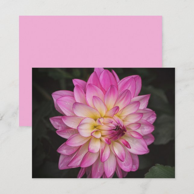 Pink Dahlia Flower Art Note Card Set Anteckningskort (Fram/baksida)