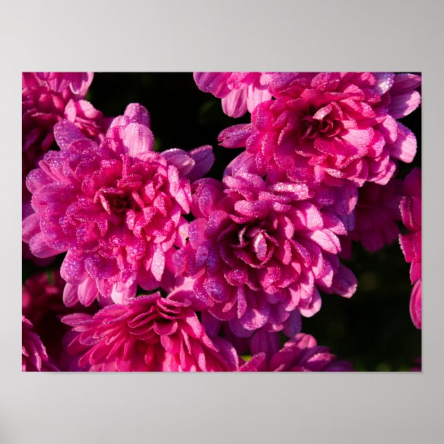 Pink Fall Mums Poster (Framsidan)