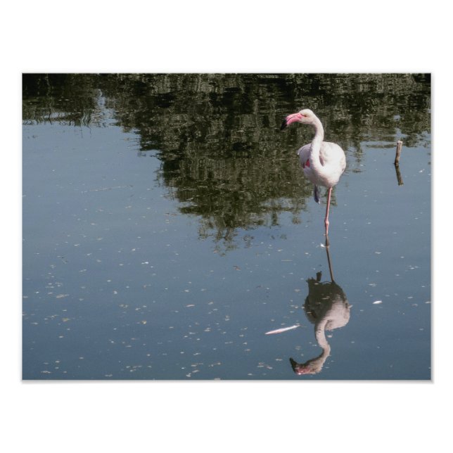 pink flamingo in the water fototryck (Framsidan)