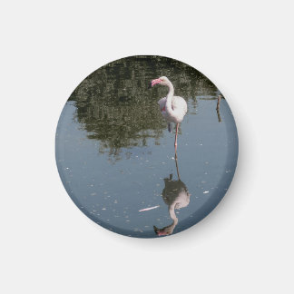 pink flamingo in the water magnet