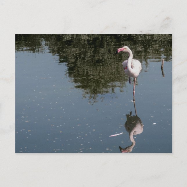 pink flamingo in the water vykort (Framsida)
