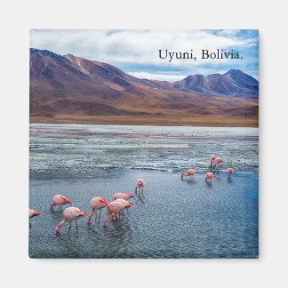 Pink Flamingoes in Bolivia Magnet
