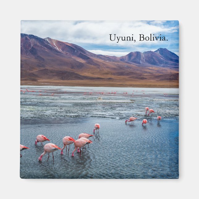 Pink Flamingoes in Bolivia Magnet (Framsidan)
