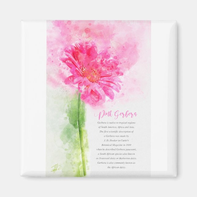 Pink Gerbera Magnet (Framsidan)