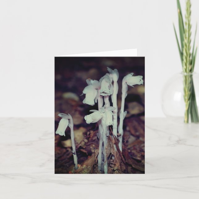 Pink Indian Pipe Wildflowers Nature Note Kort (Framsida)