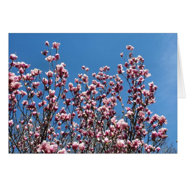 Pink Magnolia Flowers Blue Sky Note Card OBS Kort (Framsidan Horizontal)