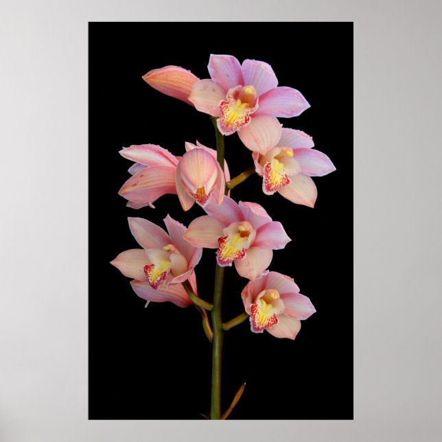 Pink orchid flower poster (Framsidan)