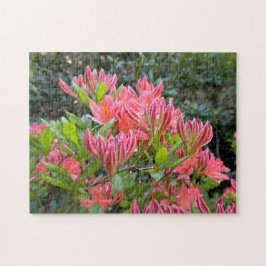 Pink Orchid Flowers blooming aesthetic Photo - Pussel