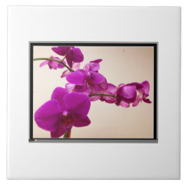 Pink orchid kakelplatta