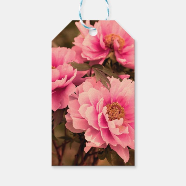 Pink  Peony Flower Presentetikett (Framsidan)