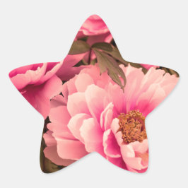 Pink Peony Flower Stjärnformat Klistermärke