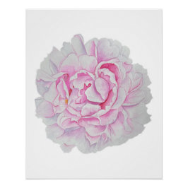 Pink Peony Watercolor Flower Poster Perfect Poster