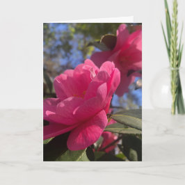 Pink Petals 1 - Folded Greeting Card Kort