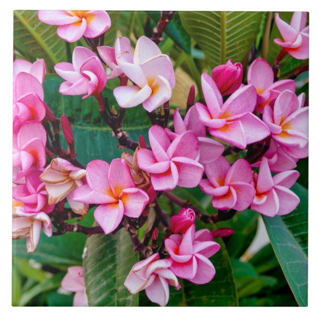 Pink Plumeria Kakelplatta (Framsidan)