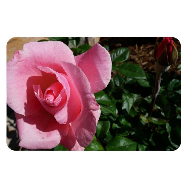 Pink Rose and Bud Garden Floral Magnet (Horisontell)