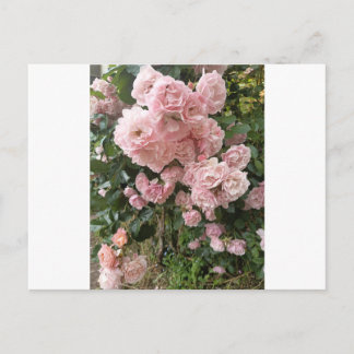 Pink Rose Blossom Floral Photography Postcard Vykort