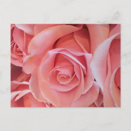 Pink Rose Postcard Vykort