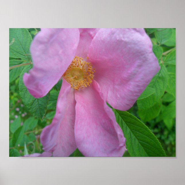 Pink  Rose Poster (Framsidan)