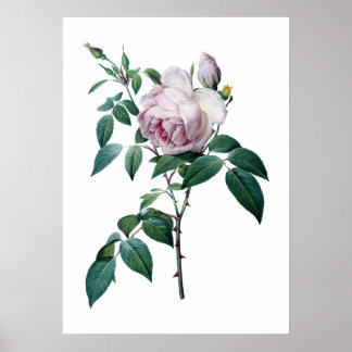 Pink rose poster