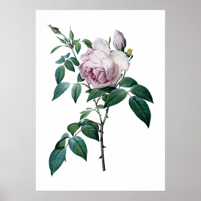 Pink rose poster (Framsidan)