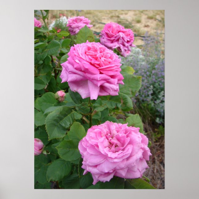 Pink Rose Roses Floral Flower Garden John Hopper Poster (Framsidan)
