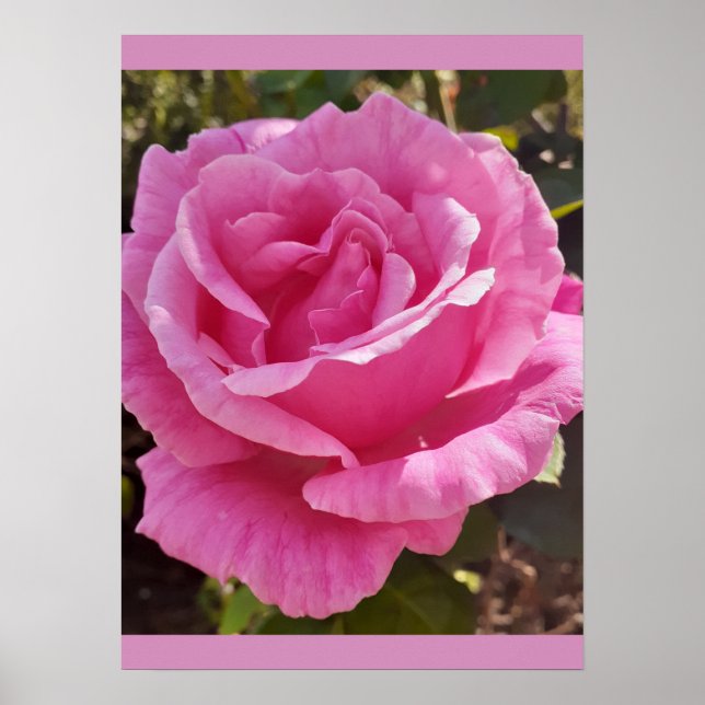 Pink Rose Roses Flower Garden Perfume Delight Poster (Framsidan)