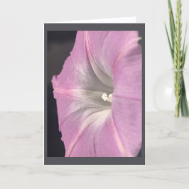 Pink-Satin Morning Glory Blank Kort