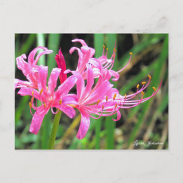 Pink Spider Lily [Postcard] Vykort