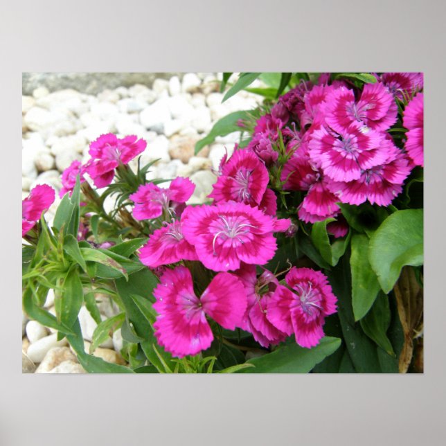 Pink Sweet William/Dianthus Flower Poster Print (Framsidan)
