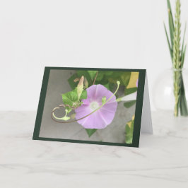Pink Symphony Morning Glory Blank Kort